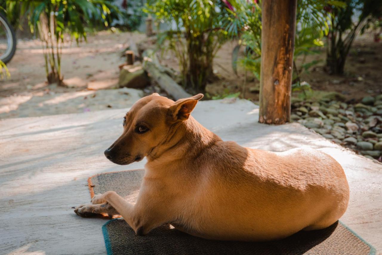 Serrano Tayrona Lodge エル・ザイノ エクステリア 写真
